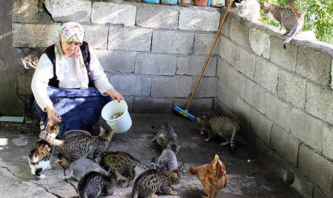 41 Yaşında 41 Tane Kedisi Var