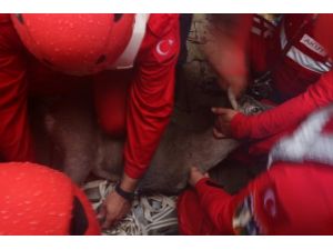 Gölete Düşen Karacayı Akut Kurtardı