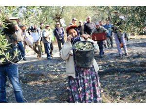 Ayvalıkta Zeytin Toplama Yarışması