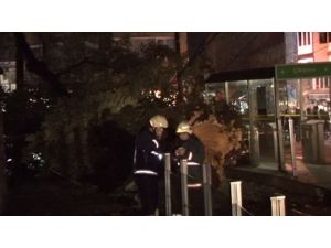 Tarihi Ağaç Tramvay Yoluna Devrildi: 3 Yaralı