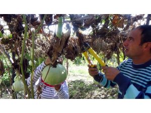 Su Kabağı Hayatını Değiştirdi