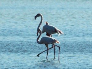 Flamingolar Bodrum’a Akın Etti