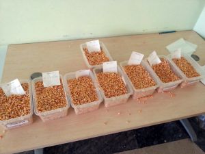 Şutbde Dane Mısır İhalesi