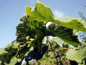 Türkiye, Fındıktan 401 Milyon Dolar Kazandı