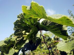 İşte Türkiye’nin Fındık İhracatı