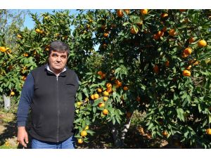 Ayvalık’ta Zeytinden Sonra Mandalina Hasadı Başladı