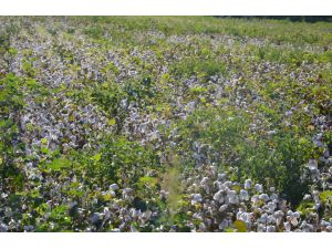 Kahramanmaraşta Pamuk Tarlada Kaldı