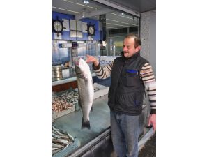 Yedi Kilo Ağırlığındaki Levrek Kilosu 70 Tl’den Satıldı