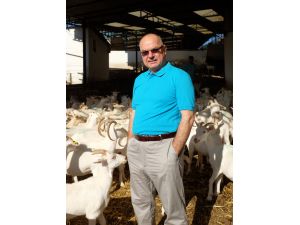 Türkiyede Keçi Sütüne İlgi Giderek Artıyor