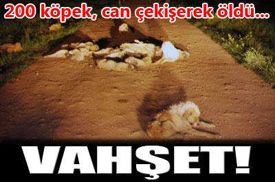 Köpek katliamı 
