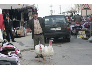 20 Kilogram Ağırlığındaki Hindiler Görenleri Şaşkına Çevirdi