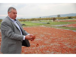 Karacabey’de Biberler Artık Tarlada Kurutulmayacak