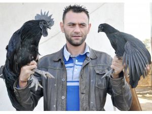 (Özel Haber) 15 Bin Dolarlık Horoz Ve Tavuk