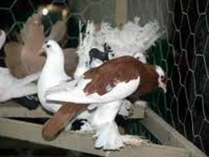 Elbistan’da Güvercin Hırsızlığı