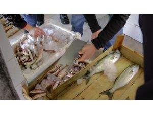 Düzce’de 75 Kilo Balığa El Konuldu