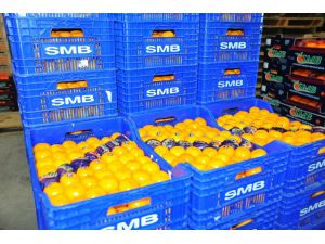 Dünyanın En Kaliteli Mandalinasının Sezonu Başladı