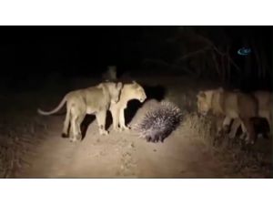 Cesur Kirpi Aslanlara Karşı