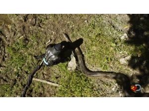 Kendini Anakondaya Yem Etti