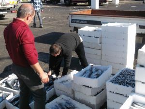 Karadeniz Son 4 Gündür Sezonun En Bereketli Balığını Veriyor