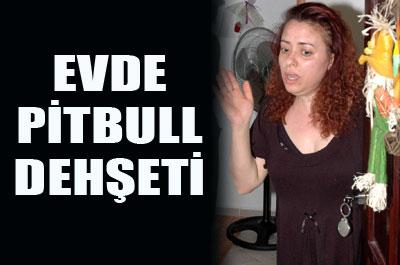 Evde pitbull dehşeti 