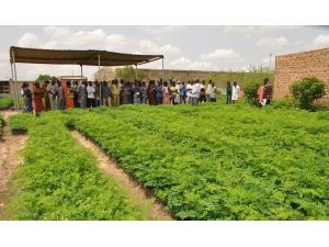 Burkina Fasoda 100 Bin Moringa Oleifera Ağacı Yetiştirilmesi Projesi’ninüçüncü Aşamasına Geçildi