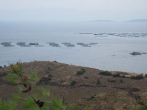 Karaburun’da Balık Çiftlikleri Denizi Talan Etmeye Devam Ediyor