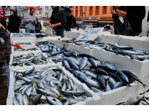 Zonguldak’ta Palamutun Tanesi 2 Tlye Kadar Düştü