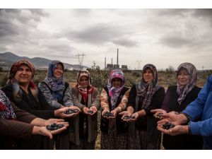 Danıştay’ın Yırca’daki Zeytinlik Alanla İlgili Gerekçeli Kararı Açıklandı