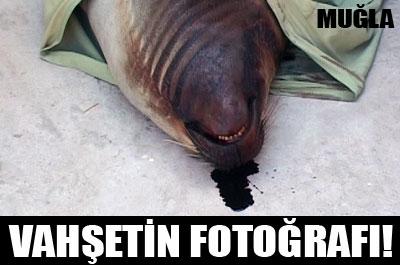 Akdeniz Fokunu kurşunladılar! 