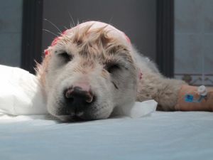 Yavru Köpekten Ne İstediniz ?