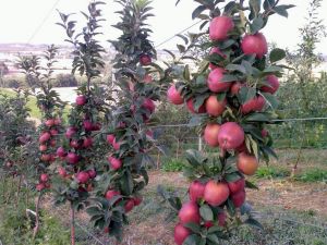 Mevsimsel Değişiklik Hasat Hedefini Vurdu