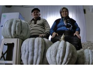 (Özel) Bahçesinde 50 Kilo Ağırlığındaki Kabağı Görünce Şok Oldu