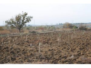 (Özel Haber) Yırcalı’daki Zeytinliklerde Sessiz Bekleyiş