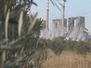 Yırcalı’daki Zeytinliklerde Sessiz Bekleyiş