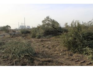 Kesilen Zeytin Ağaçlarına Bakamıyor