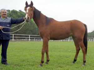 Villa Fiyatına Taylar Kapışıldı