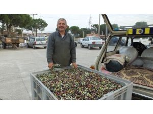 Zeytinde İlaçlama Yağda Kaliteyi Arttırdı