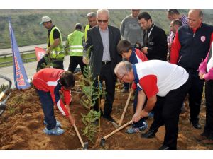 Altınordu Fidan Dikti