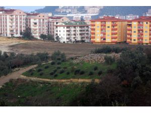 Bursada Son 6 Altı Ayda Binlerce Zeytin Ağacı Kesildi