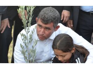 Metin Feyzioğlu Zeytin Ağacı Dikti