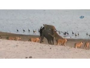 Cesur Fil Aslan Sürüsünü Alt Etti