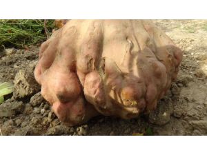 22 Kilogramlık Patates Guinnesse Aday