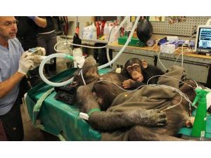 Bebek Şempanze, Ameliyat Boyunca Annesinin Yanından Ayrılmadı