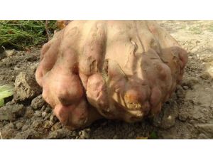 Bu Patates Guinness’e Aday