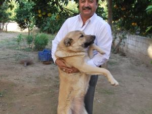 Çift Cinsiyetli Köpeğine Ariel Sharon İsmini Verdi