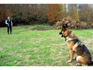 (Özel) İz Köpeği Saklanan Görevliyi 15 Dakikada Buldu