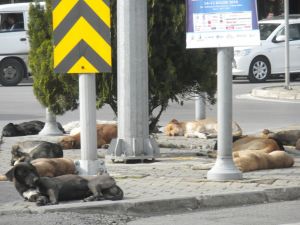 (Özel Haber) İzmir’in Göbeği Doğal Köpek Barınağı Oldu