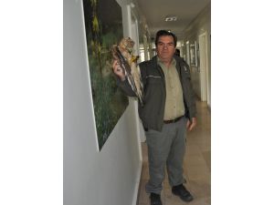 Yaralı Bulunan Şahin Tedavi İçin Bursa’ya Gönderildi