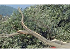 Termik Santral İçin Ağaç Kesen Firmaya Ceza !