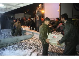 Sinop’ta Hamsi Bereketi